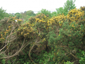 Forest Garden - Dense gorse to be cleared